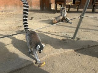 「ひとりーな」さんからの投稿写真＠しろとり動物園