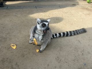 「ひとりーな」さんからの投稿写真＠しろとり動物園