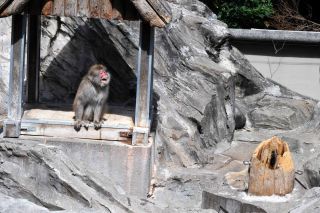 「写ガール」さんからの投稿写真＠東京都恩賜上野動物園