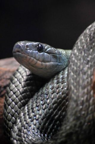 「写ガール」さんからの投稿写真＠東京都恩賜上野動物園