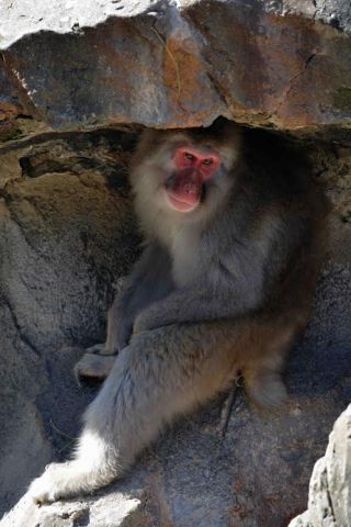 「写楽」さんからの投稿写真＠東京都恩賜上野動物園