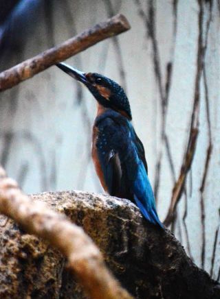 「写ガール」さんからの投稿写真＠東京都恩賜上野動物園