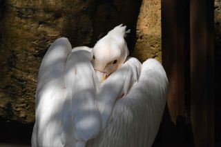 「写ガール」さんからの投稿写真＠東京都恩賜上野動物園