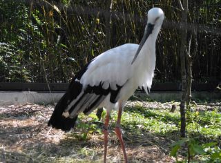 「シャガール」さんからの投稿写真＠東京都恩賜上野動物園