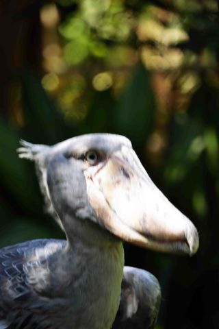 「しゃ」さんからの投稿写真＠東京都恩賜上野動物園