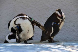 「しゃ」さんからの投稿写真＠東京都恩賜上野動物園