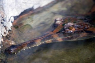 「しゃ」さんからの投稿写真＠東京都恩賜上野動物園