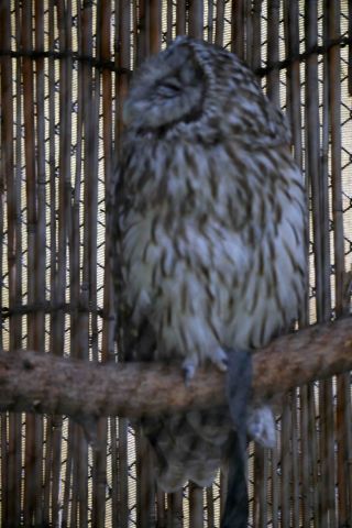 「しゃ」さんからの投稿写真＠東京都恩賜上野動物園