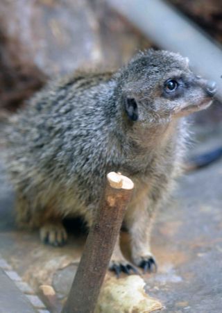 「写楽」さんからの投稿写真＠東京都恩賜上野動物園