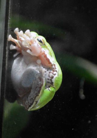 「シャガ−ル」さんからの投稿写真＠東京都恩賜上野動物園