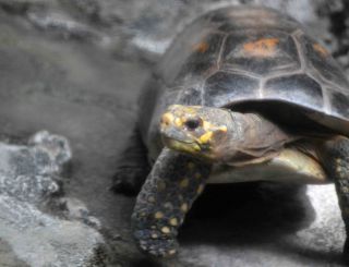 「シャガ−ル」さんからの投稿写真＠東京都恩賜上野動物園