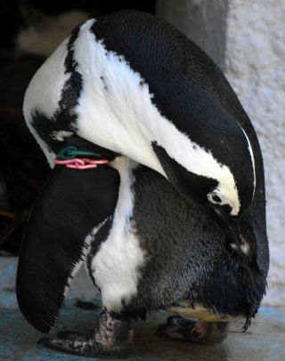 「シャガール」さんからの投稿写真＠東京都恩賜上野動物園