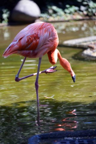 「写楽」さんからの投稿写真＠東京都恩賜上野動物園