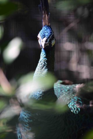 「写楽」さんからの投稿写真＠東京都恩賜上野動物園