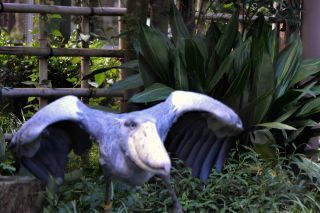 「シャガール」さんからの投稿写真@恩賜上野動物園