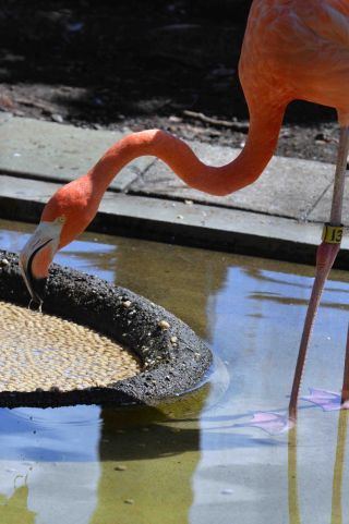 「シャガール」さんからの投稿写真@恩賜上野動物園