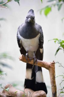 「写楽」さんからの投稿写真＠東京都恩賜上野動物園