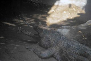 「写ガール」さんからの投稿写真＠東京都恩賜上野動物園