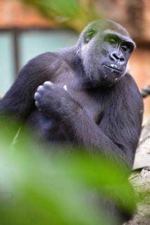 「写楽」さんからの投稿写真＠東京都恩賜上野動物園