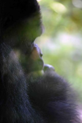 「写楽」さんからの投稿写真＠東京都恩賜上野動物園