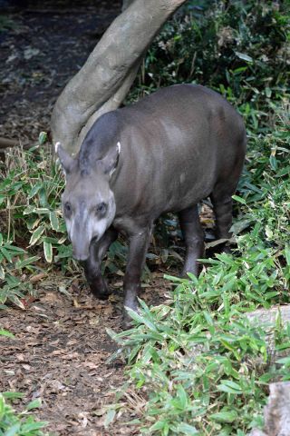 「写ガール」さんからの投稿写真＠東京都恩賜上野動物園