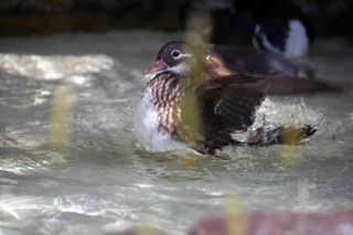 「写楽」さんからの投稿写真＠東京都恩賜上野動物園