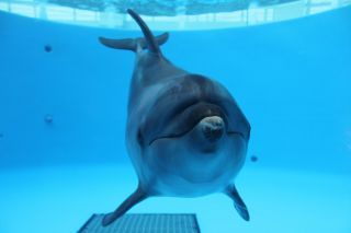 「zerolyst」さんからの投稿写真＠九十九島水族館 海きらら