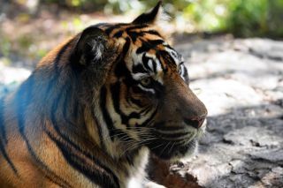 「写楽」さんからの投稿写真＠よこはま動物園ズーラシア