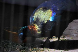 「写ガール」さんからの投稿写真＠よこはま動物園ズーラシア