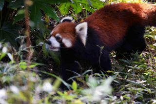 「写楽」さんからの投稿写真＠よこはま動物園ズーラシア