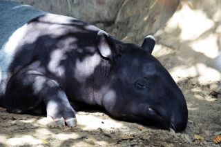 「写楽」さんからの投稿写真＠よこはま動物園ズーラシア