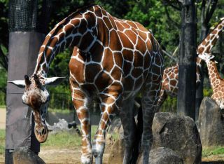 「写ガール」さんからの投稿写真＠よこはま動物園ズーラシア