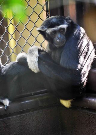 「写楽」さんからの投稿写真＠よこはま動物園ズーラシア