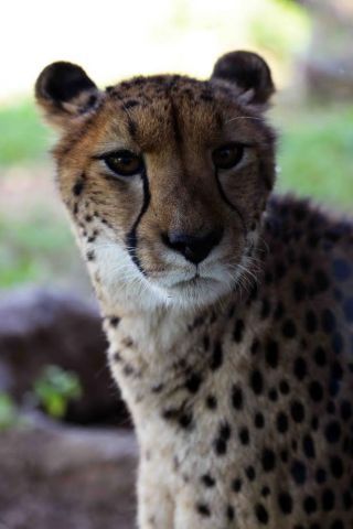 「写楽」さんからの投稿写真＠よこはま動物園ズーラシア