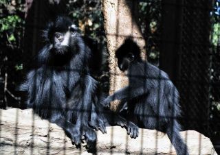 「写ガール」さんからの投稿写真＠よこはま動物園ズーラシア