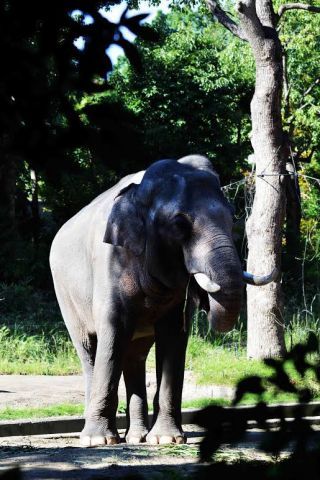 「写楽」さんからの投稿写真＠よこはま動物園ズーラシア