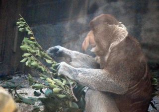 「写ガール」さんからの投稿写真＠よこはま動物園ズーラシア