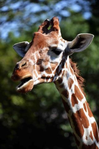 「写楽」さんからの投稿写真＠よこはま動物園ズーラシア