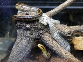 「写楽」さんからの投稿写真＠よこはま動物園ズーラシア