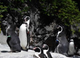 「写ガール」さんからの投稿写真＠よこはま動物園ズーラシア