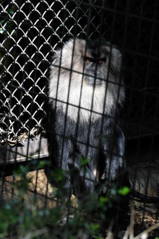 「写ガール」さんからの投稿写真＠よこはま動物園ズーラシア