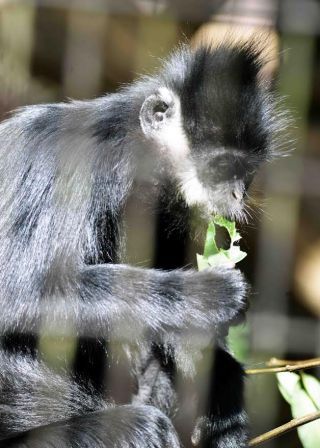 「写楽」さんからの投稿写真＠よこはま動物園ズーラシア