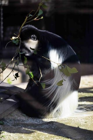 「写楽」さんからの投稿写真＠よこはま動物園ズーラシア