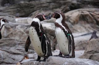 「mayumi_walker」さんからの投稿写真＠よこはま動物園ズーラシア