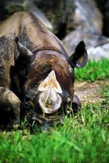 「写楽」さんからの投稿写真＠よこはま動物園ズーラシア