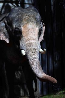 「写楽」さんからの投稿写真＠よこはま動物園ズーラシア