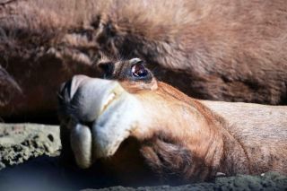 「写楽」さんからの投稿写真＠よこはま動物園ズーラシア