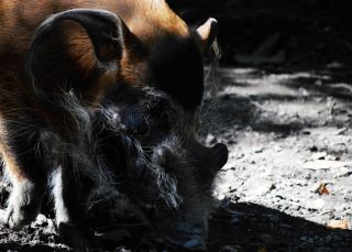 「写ガール」さんからの投稿写真＠よこはま動物園ズーラシア