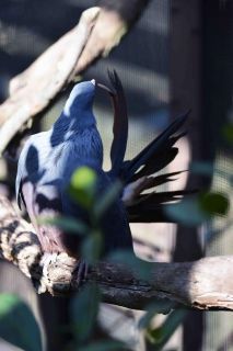 「写楽」さんからの投稿写真＠よこはま動物園ズーラシア