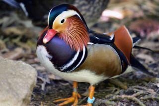 「写楽」さんからの投稿写真＠よこはま動物園ズーラシア